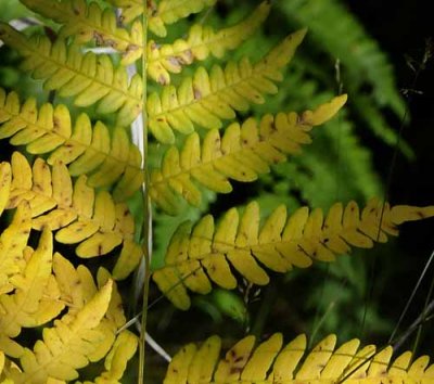 Forest Ferns