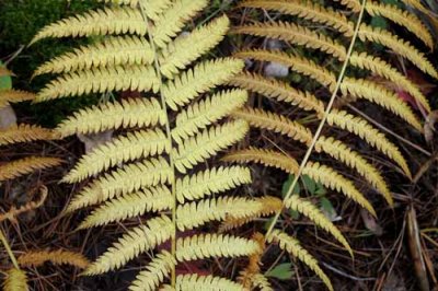 Forest Ferns