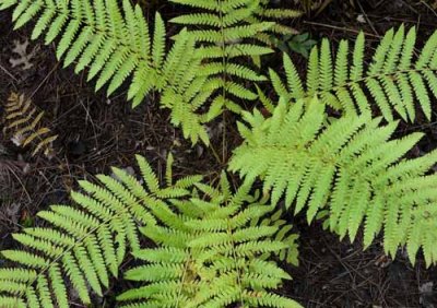 Forest Ferns