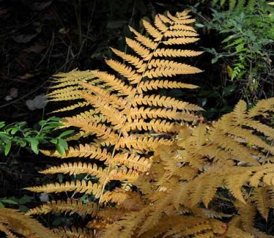 Forest Ferns