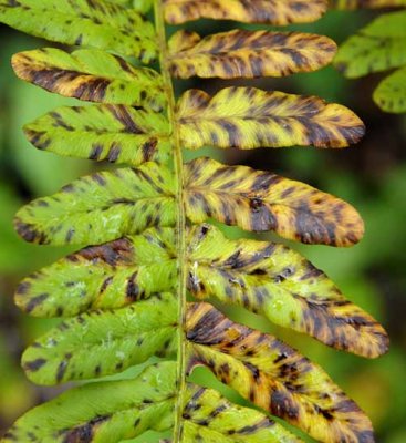 Forest Ferns