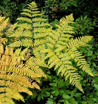 Forest Ferns