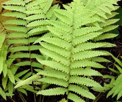 Forest Ferns