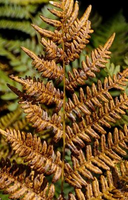 Forest Ferns