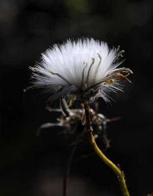 Michigan Wildflowers