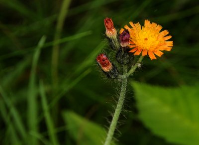Michigan Wildflowers