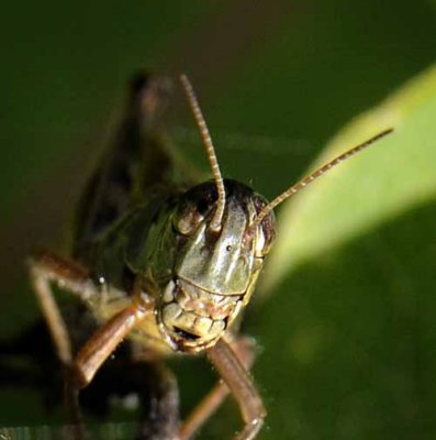Those Bugs