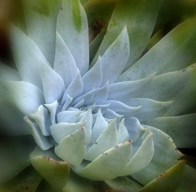 Succulents, Cactus & Other Spiny Plants