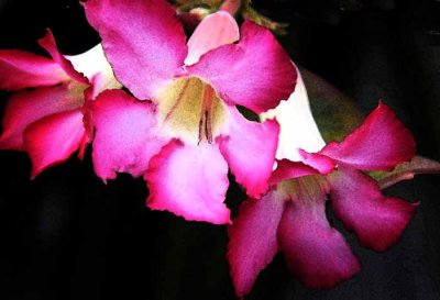 Flowers from Beyond the Backyard