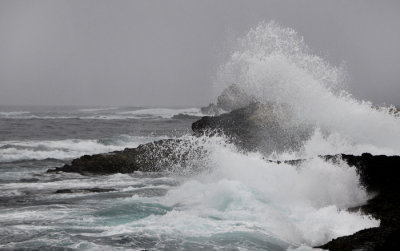Point Lobos
