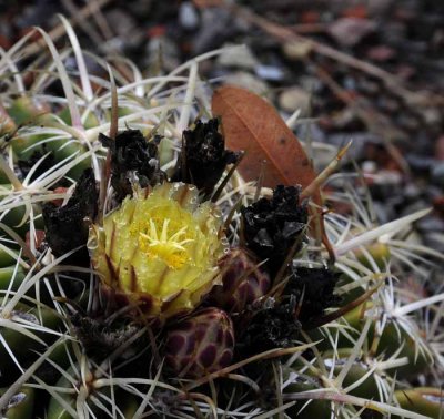 Succulents, Cactus & Other Spiny Plants