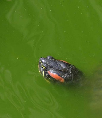 Pond Turtle