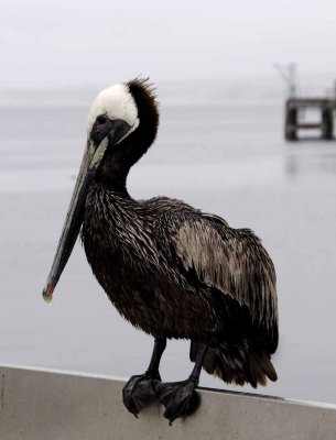 The Brown Pelican
