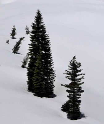 Mt. Lassen Snow Pack, 2010