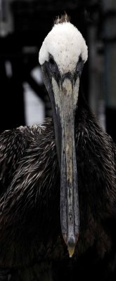 The Brown Pelican
