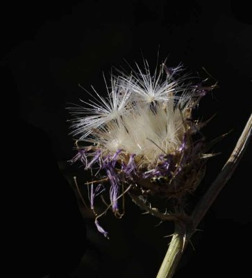 Wild Artichoke