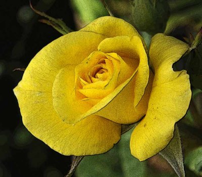 Yellow Rose of California