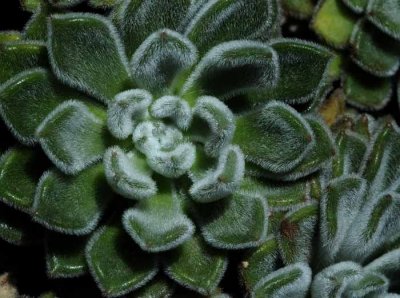 Succulents, Cactus & Other Spiny Plants