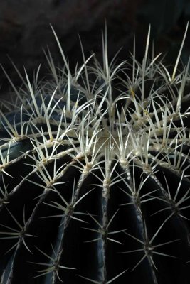 Succulents, Cactus & Other Spiny Plants