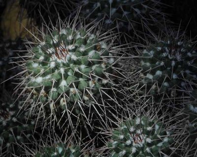 Succulents, Cactus & Other Spiny Plants