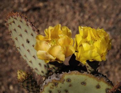 Succulents, Cactus & Other Spiny Plants