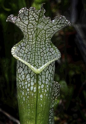 Rain Forest Exotics