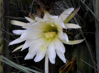 Succulents, Cactus & Other Spiny Plants