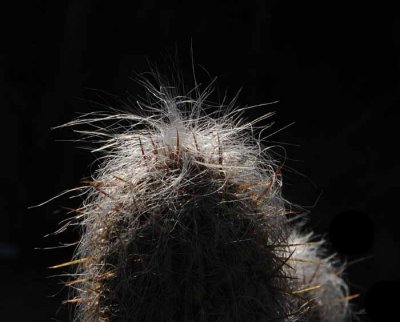 Grey Beard Cactus