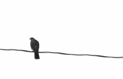 Watcher