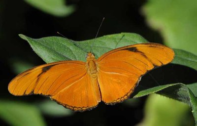 A Moth & A Few Butterflies