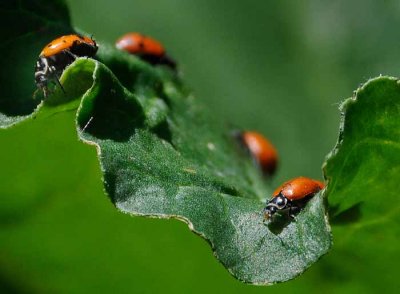 Those Bugs