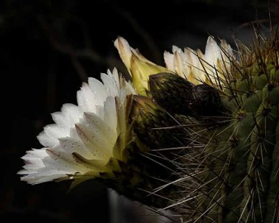 Succulents, Cactus & Other Spiny Plants