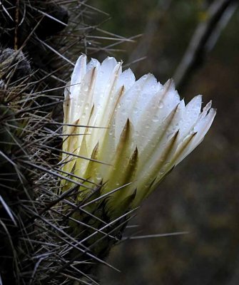 Succulents, Cactus & Other Spiny Plants