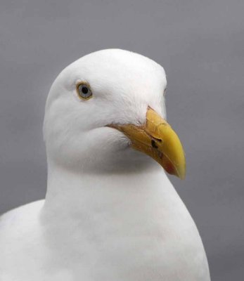 Gull