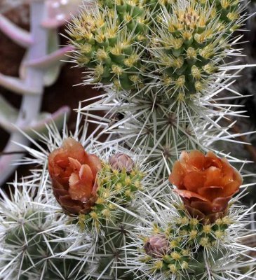 Succulents, Cactus & Other Spiny Plants