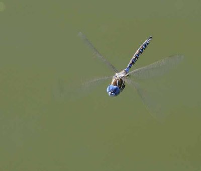 Hovering Dragonfly