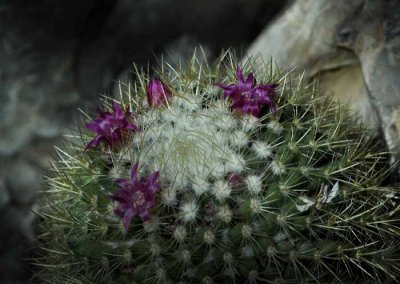Succulents, Cactus & Other Spiny Plants