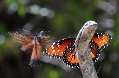 A Moth & A Few Butterflies