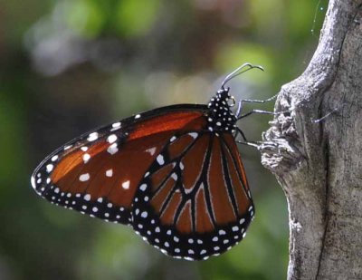 A Moth & A Few Butterflies