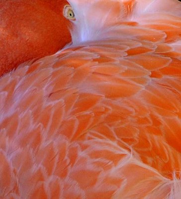 The Color of Flamingos