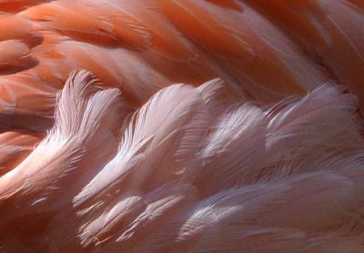 The Color of Flamingos