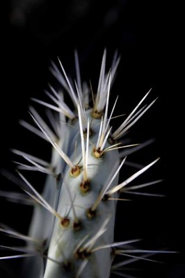Succulents, Cactus & Other Spiny Plants
