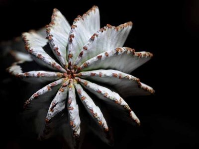 Succulents, Cactus & Other Spiny Plants