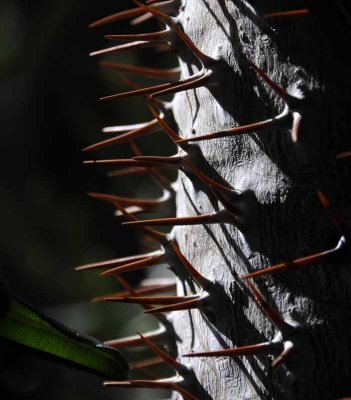 Succulents, Cactus & Other Spiny Plants