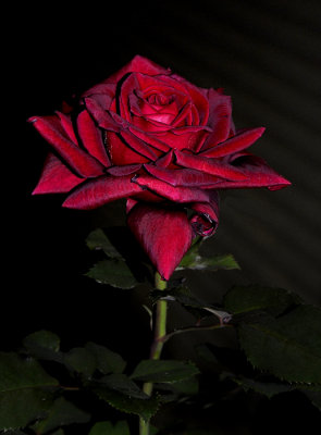 g1/28/835728/3/130418900.Qfr6fXGW.jpg