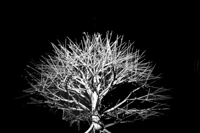 Wired Tree Sculpture