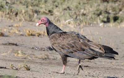 Turkey Vulture