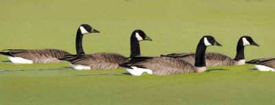 Geese in Duck Weed