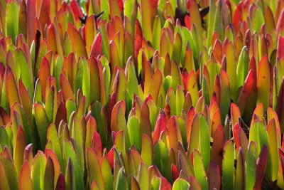 Succulents, Cactus & Other Spiny Plants