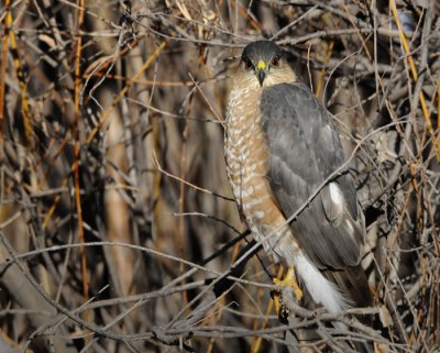 Cooper's Hawk, Bosque del Apache